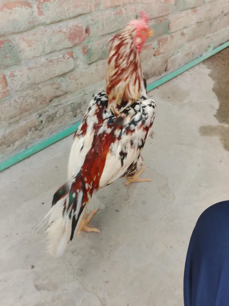 pure aseel murga Color cheena — photo 3