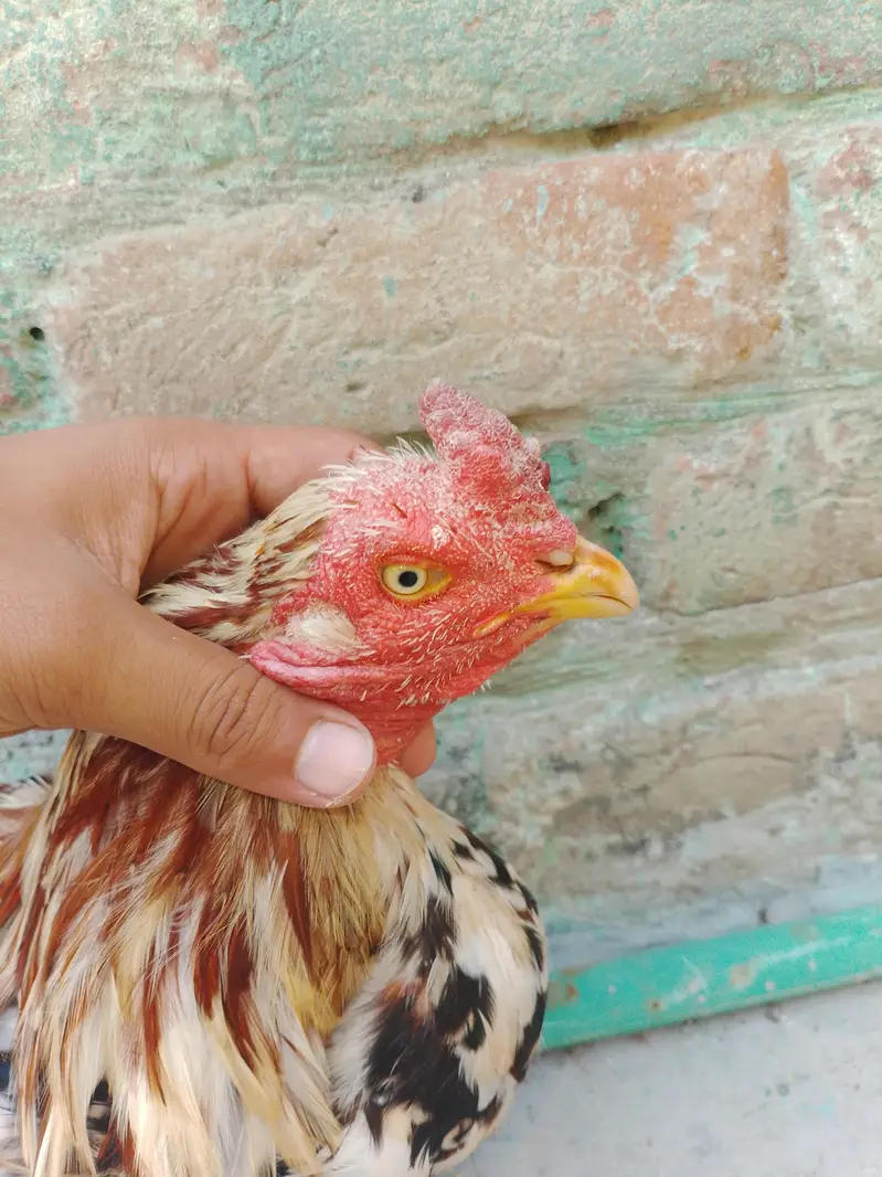 pure aseel murga Color cheena — photo 4