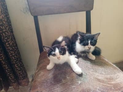 Persian cats two trained