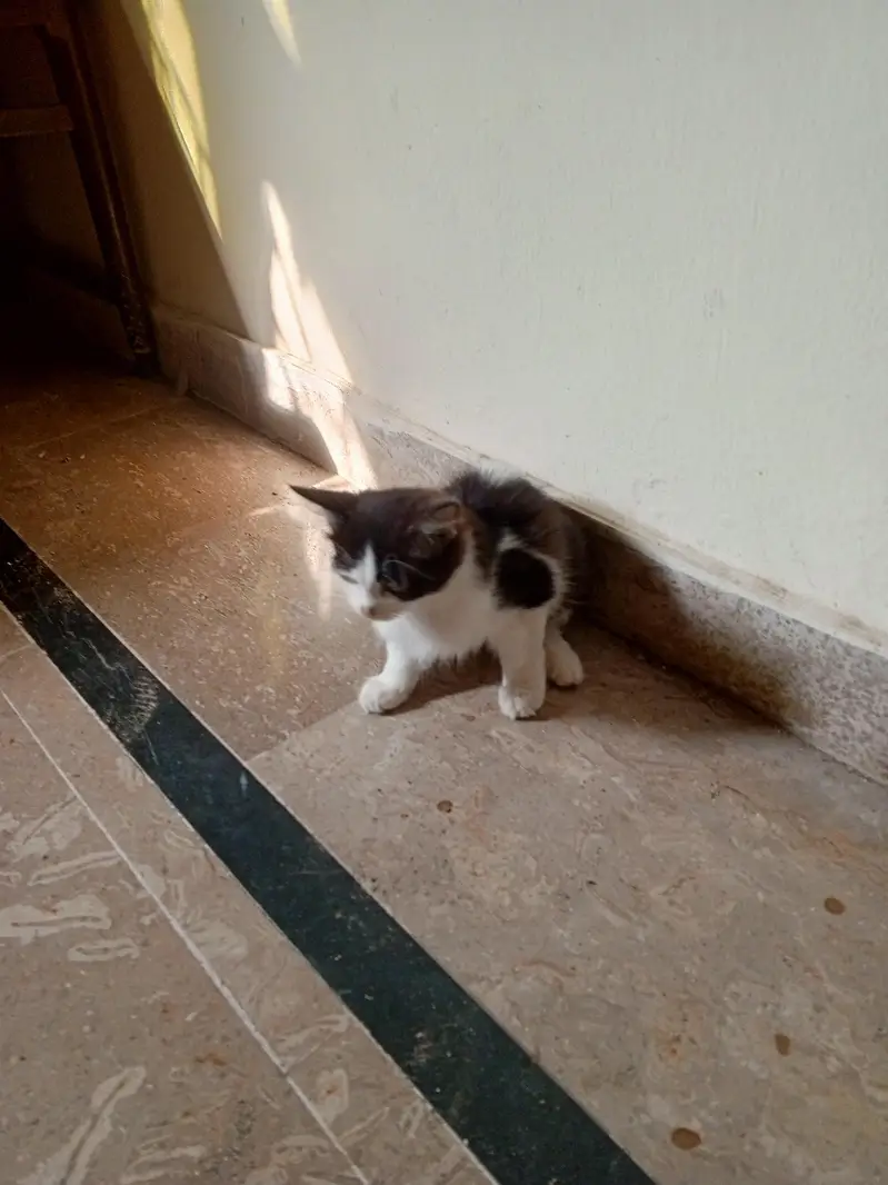 Persian cats two trained — photo 6