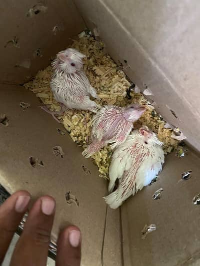 cocktail Eno red eyes chicks for sale