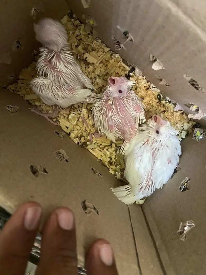 cocktail Eno red eyes chicks for sale — photo 2