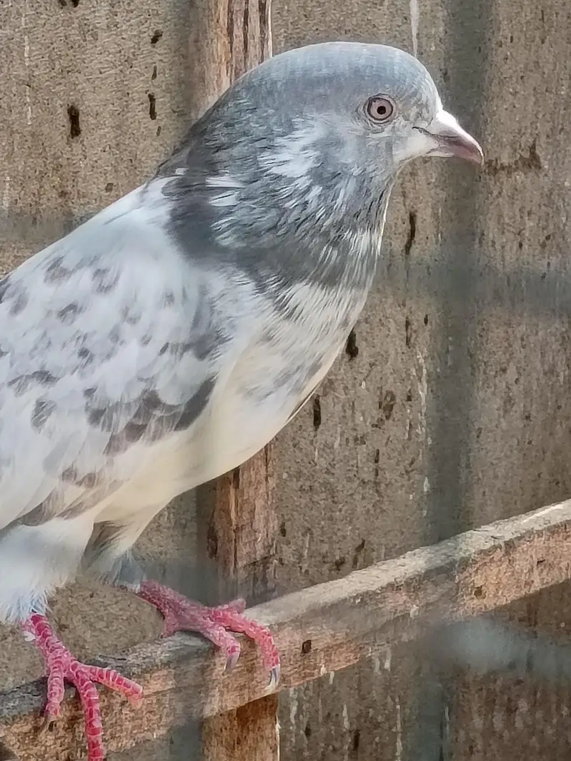 kasni male — photo 2