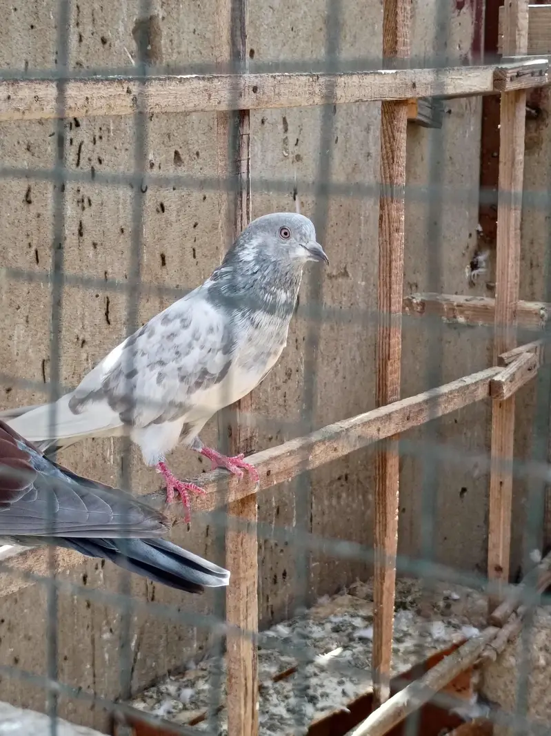 kasni male — photo 3