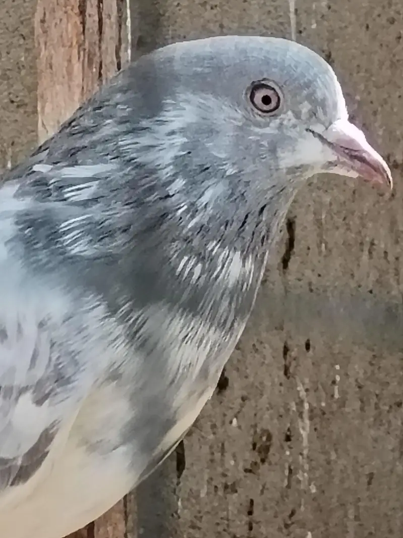 kasni male — photo 4