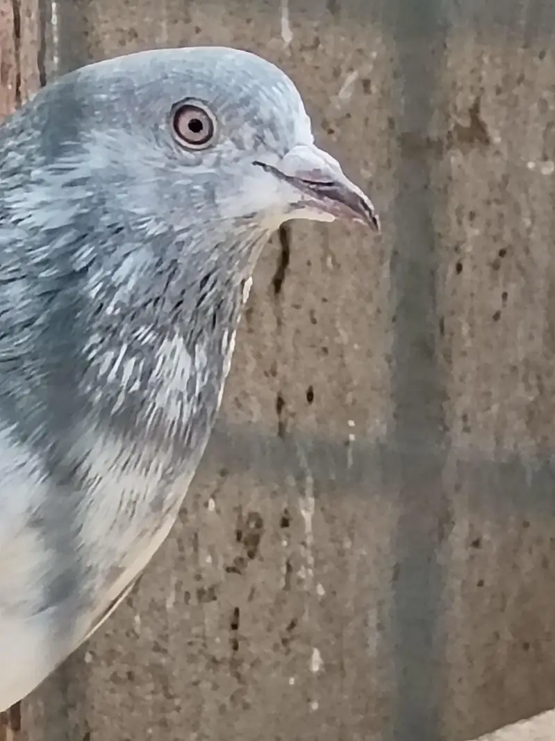 kasni male — photo 5