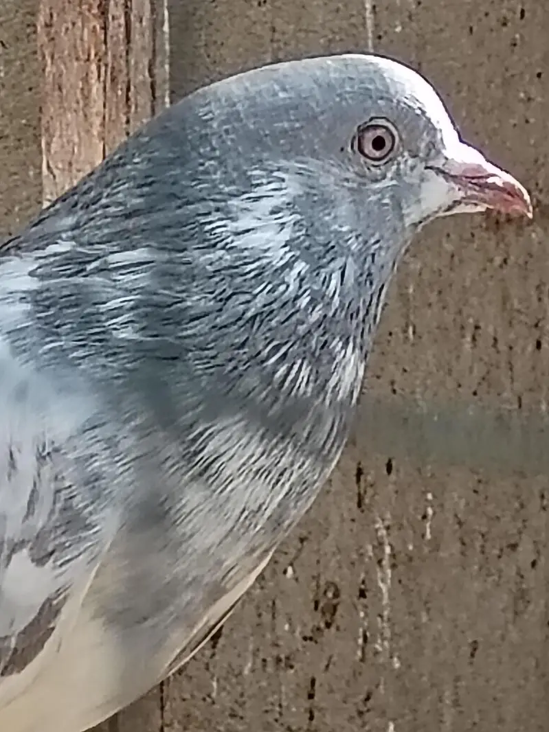 kasni male — photo 6