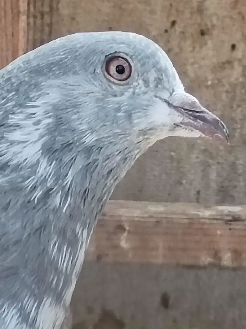 kasni male — photo 7