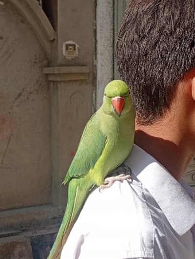 Ring Neck parrot