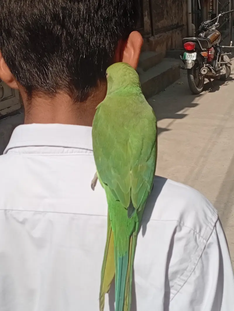 Ring Neck parrot — photo 2