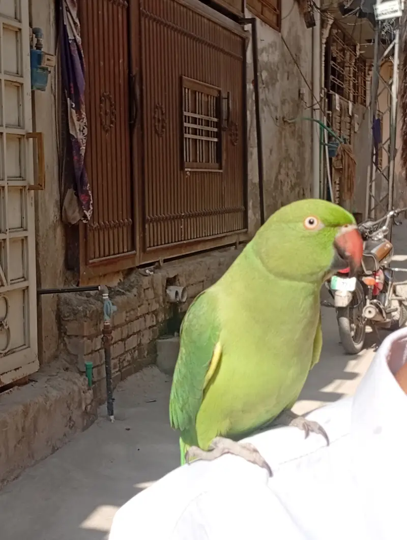 Ring Neck parrot — photo 3