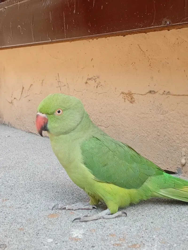 Ring Neck parrot — photo 4