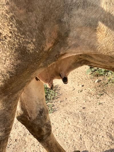 Milk cow