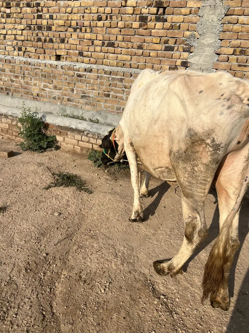 Milk cow — photo 2