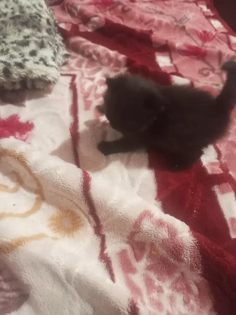 Persian kitten cat — photo 2