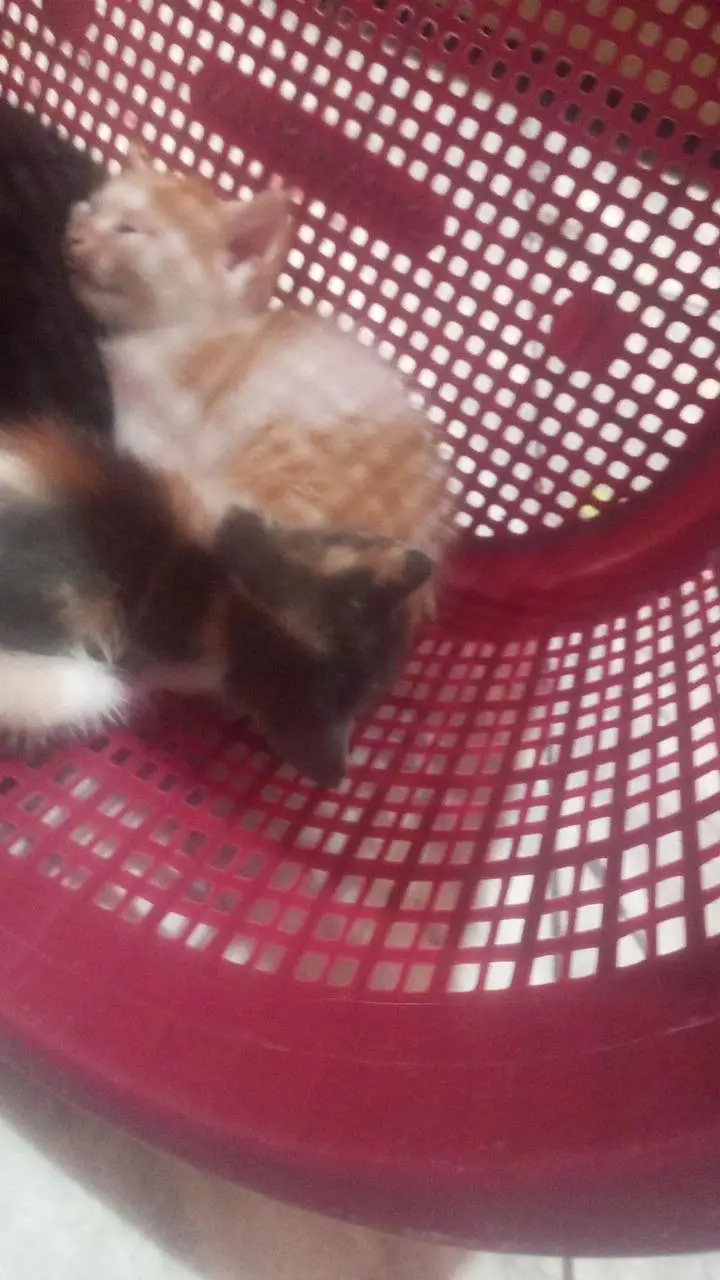 Persian kitten cat — photo 3