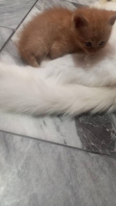 Persian kitten cat
