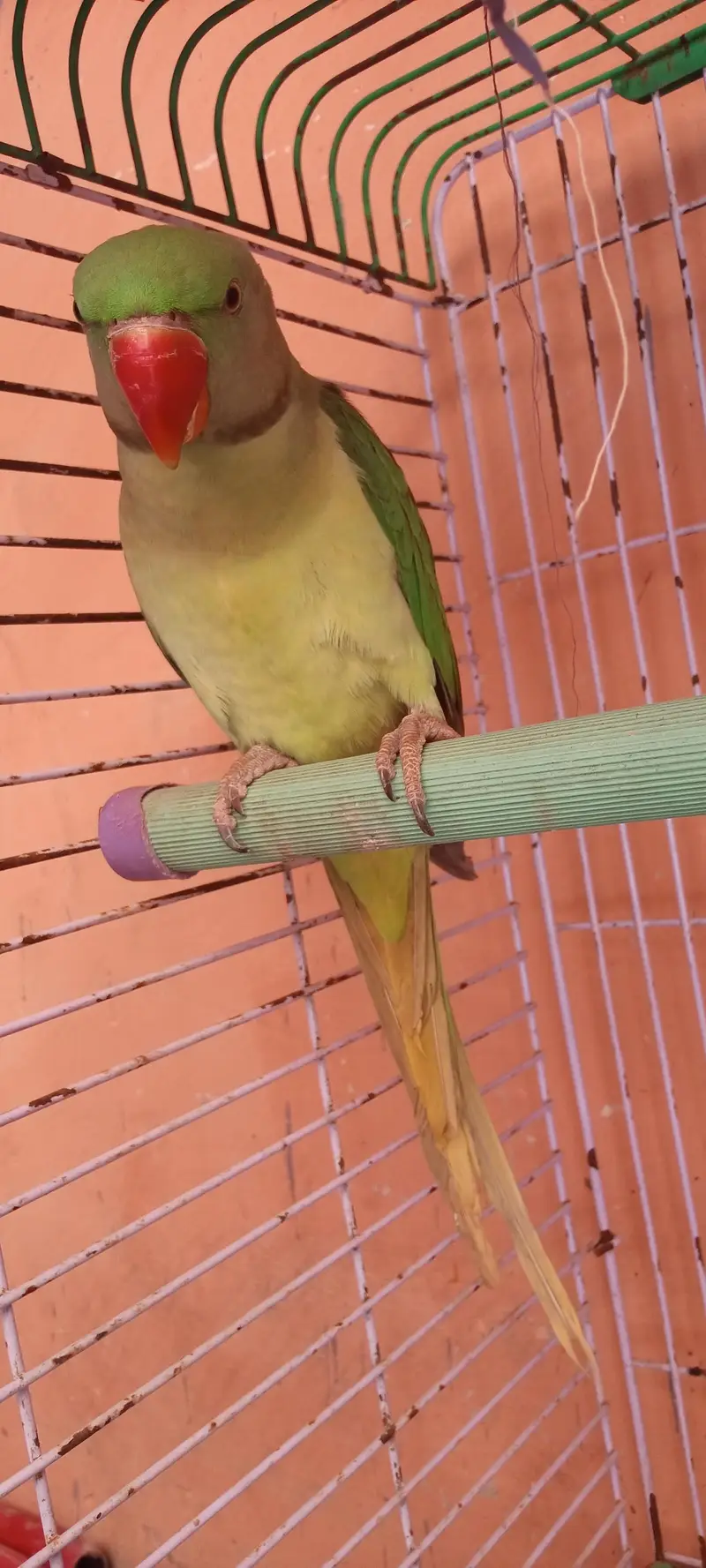 kashmiri raw parrot for sale — photo 2