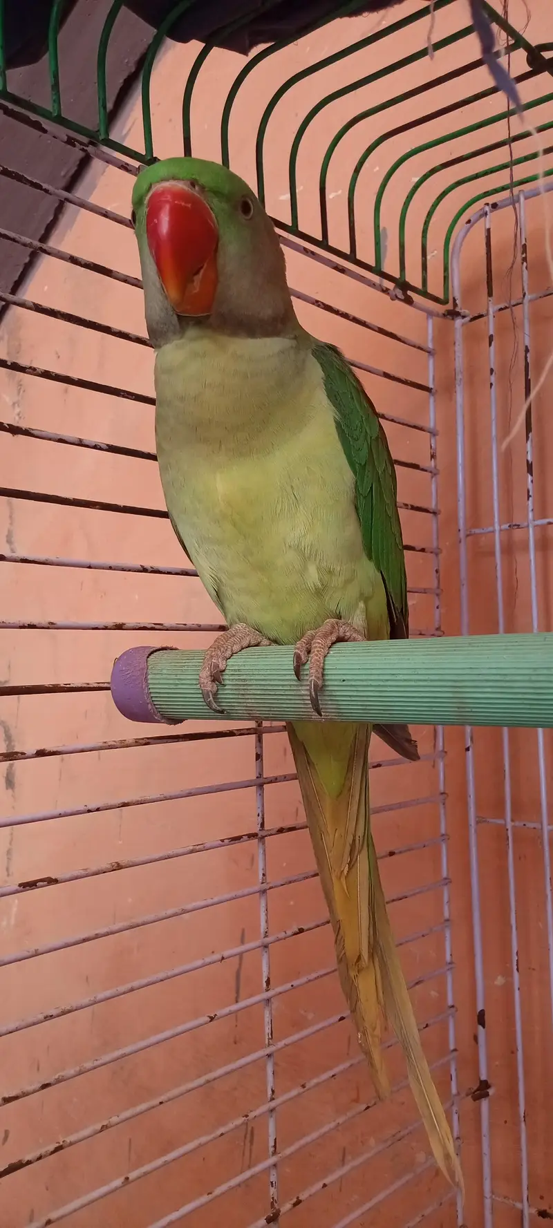 kashmiri raw parrot for sale — photo 3