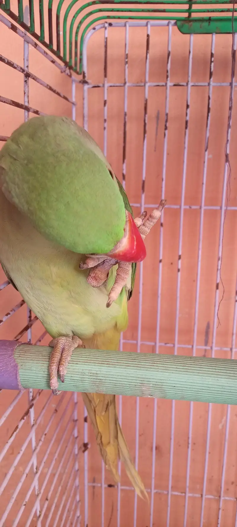 kashmiri raw parrot for sale — photo 4