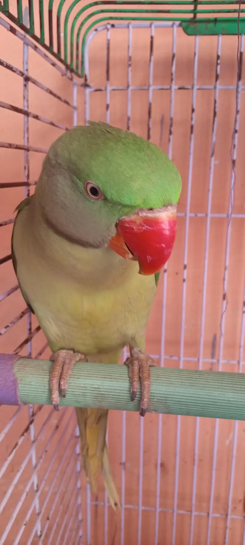 kashmiri raw parrot for sale — photo 5