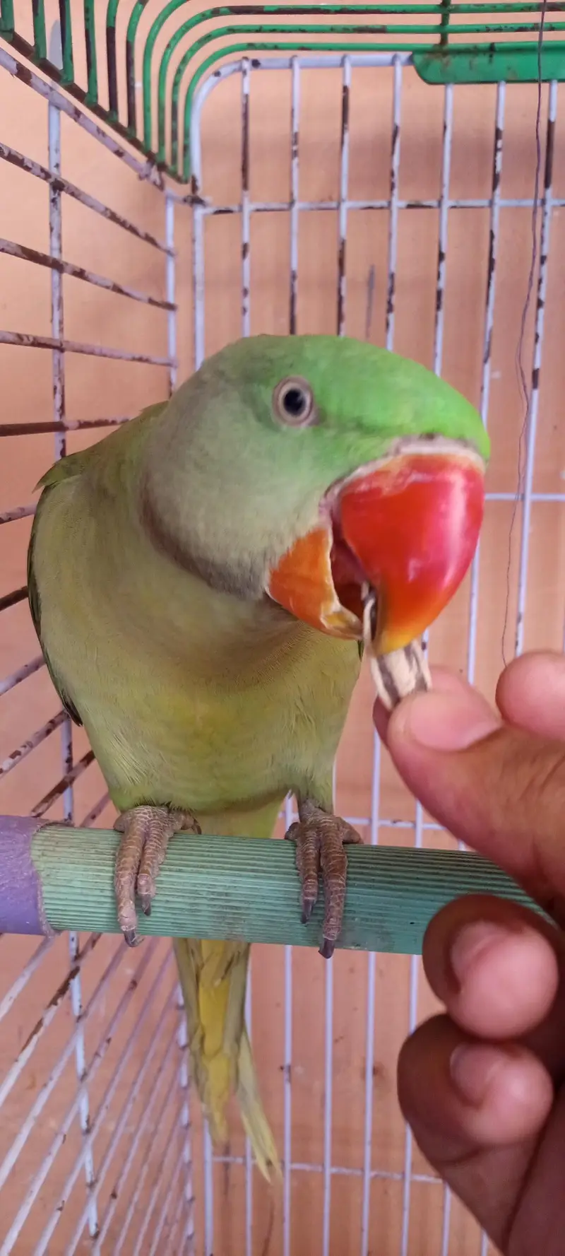 kashmiri raw parrot for sale — photo 6