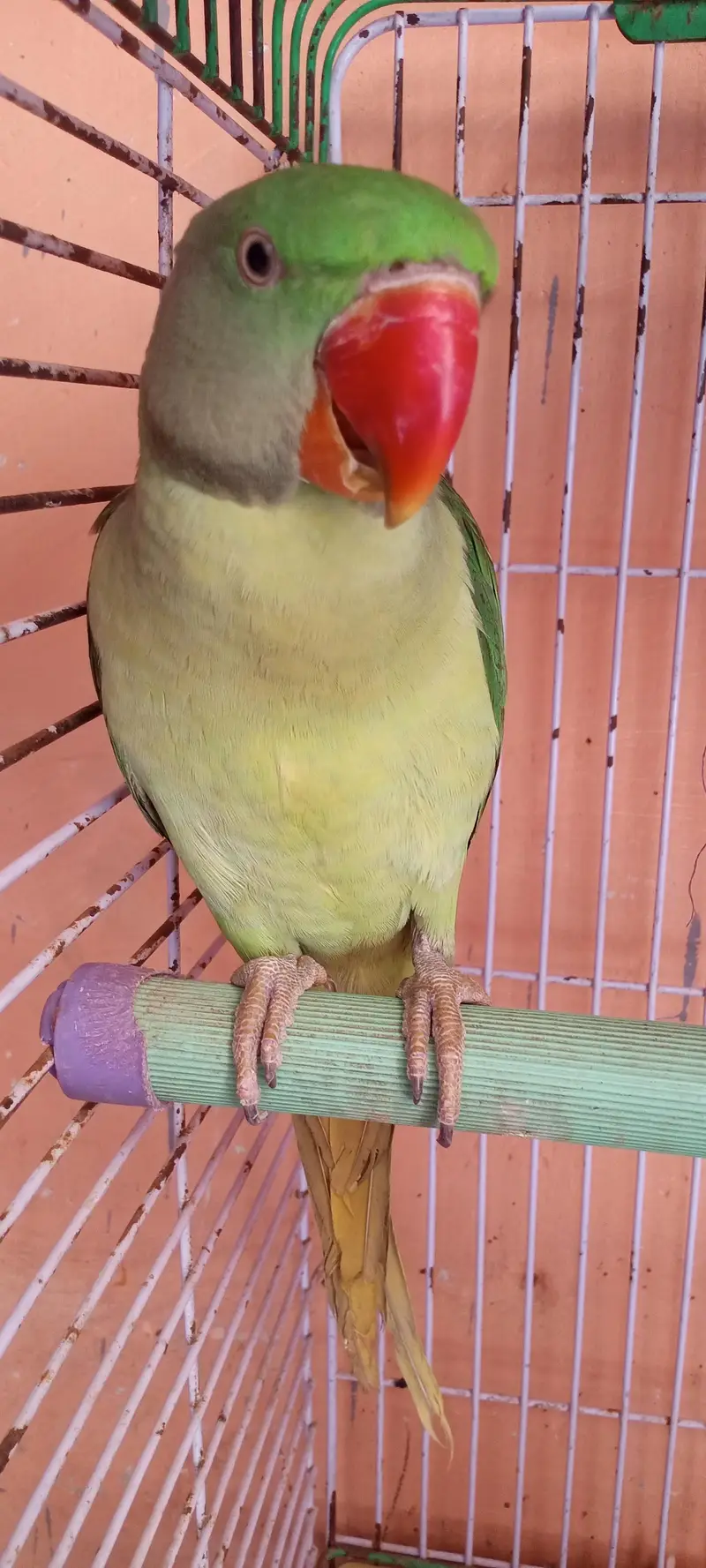 kashmiri raw parrot for sale — photo 7
