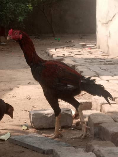 Mianwali murga for urgent sale