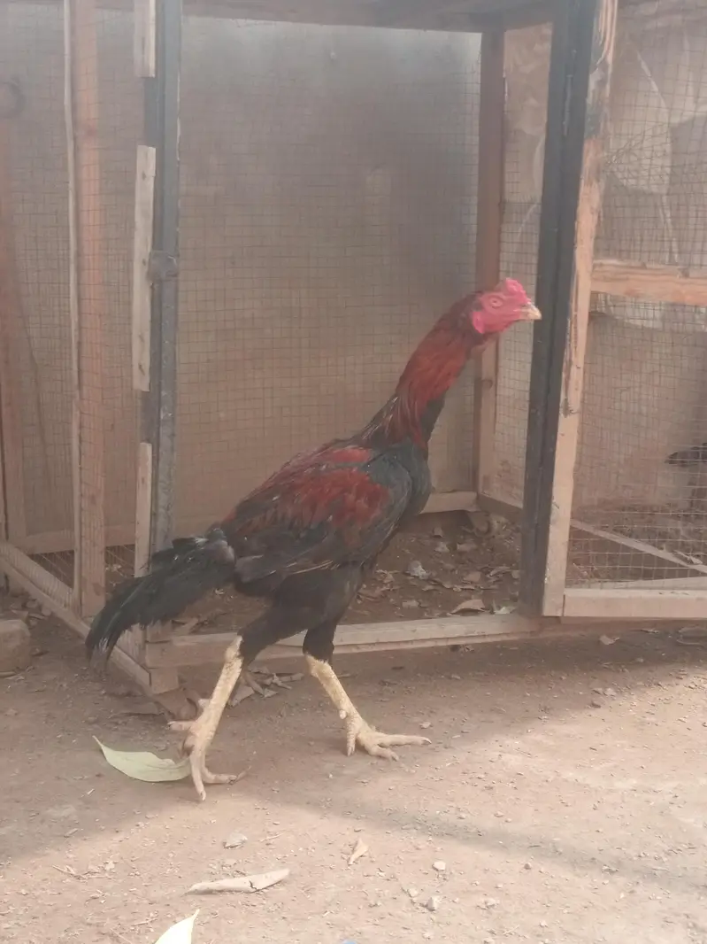 Mianwali murga for urgent sale — photo 2