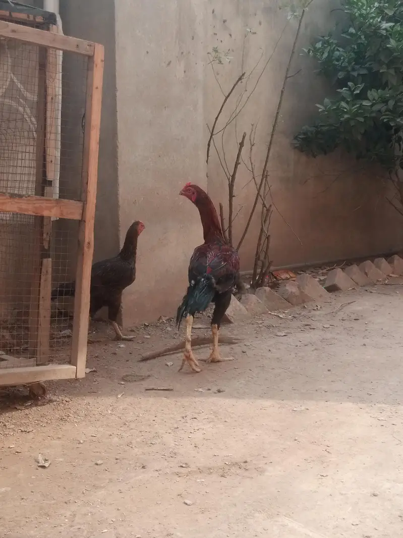Mianwali murga for urgent sale — photo 3