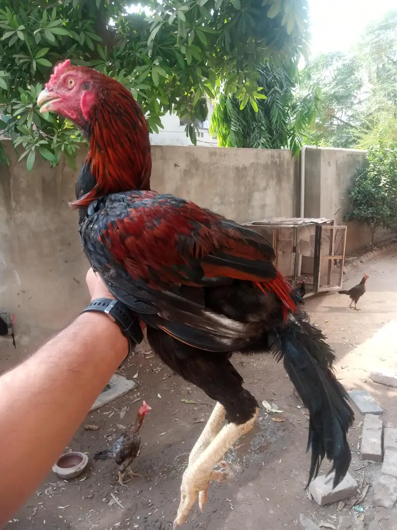 Mianwali murga for urgent sale — photo 4