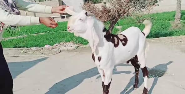 Bakra for sale call me_03230718297