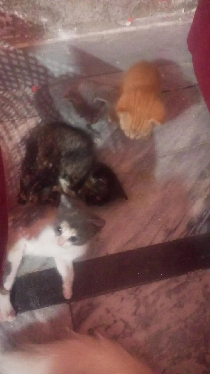 Persian kitten cat — photo 4