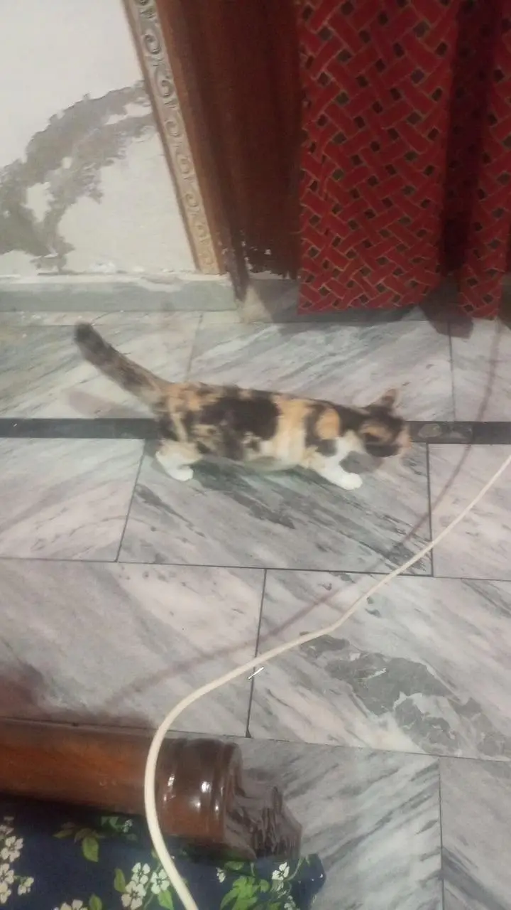 Persian kitten cat — photo 5