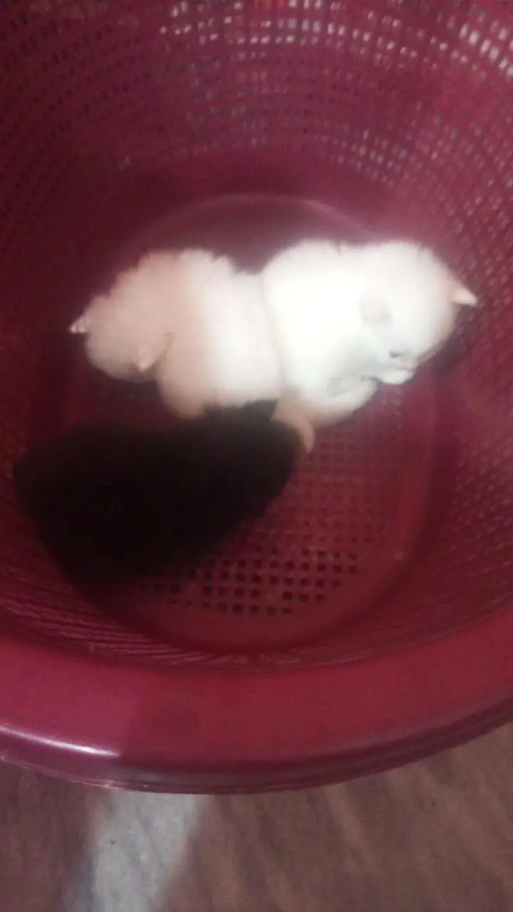 Persian kitten cat — photo 7