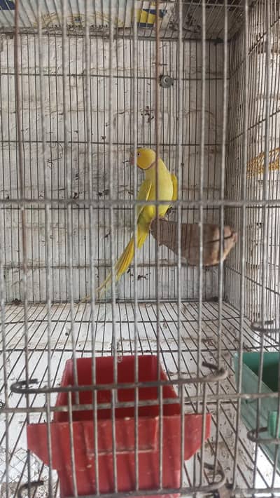 Green CT Male Yellow female