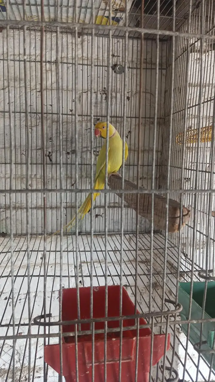 Green CT Male Yellow female — photo 2