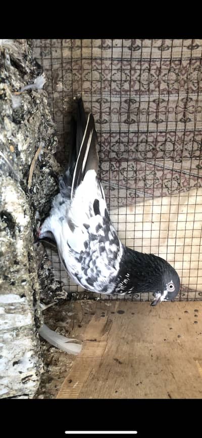 High flyer pigeon