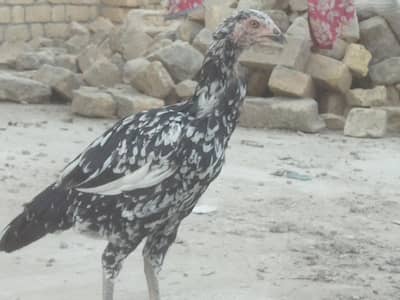 aseels pair/ + Pairs +8 Months chick