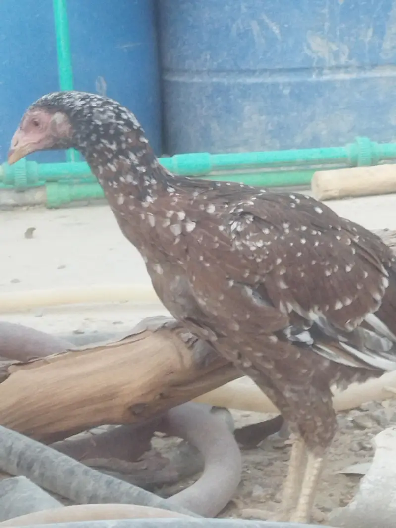 aseels pair/ + Pairs +8 Months chick — photo 2
