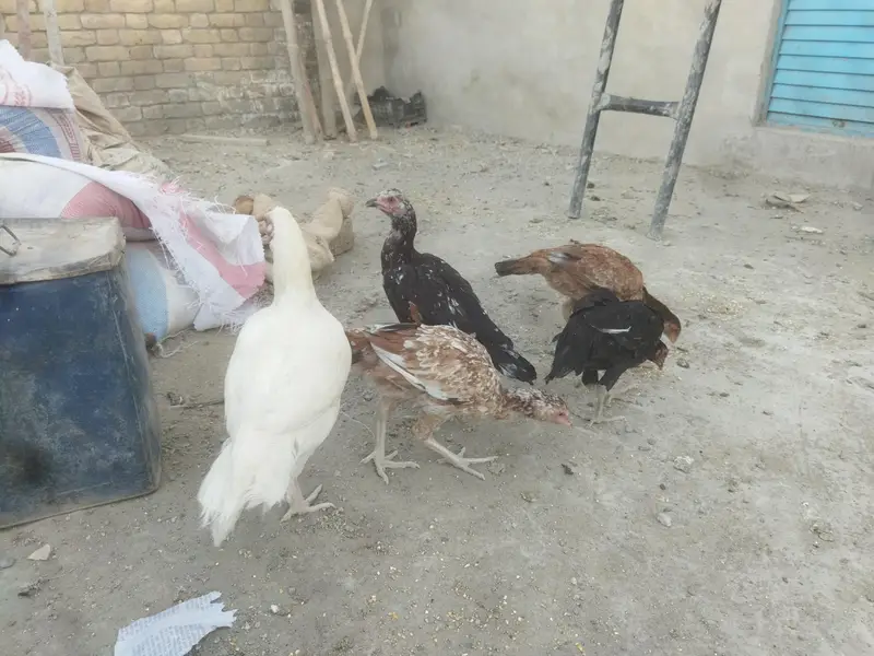 aseels pair/ + Pairs +8 Months chick — photo 3