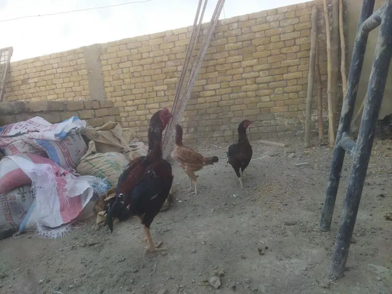 aseels pair/ + Pairs +8 Months chick — photo 4