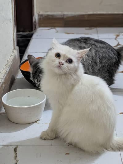 Premium-Looking Persian Kittens for Sale – Limited Availability