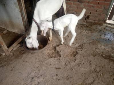 bakri