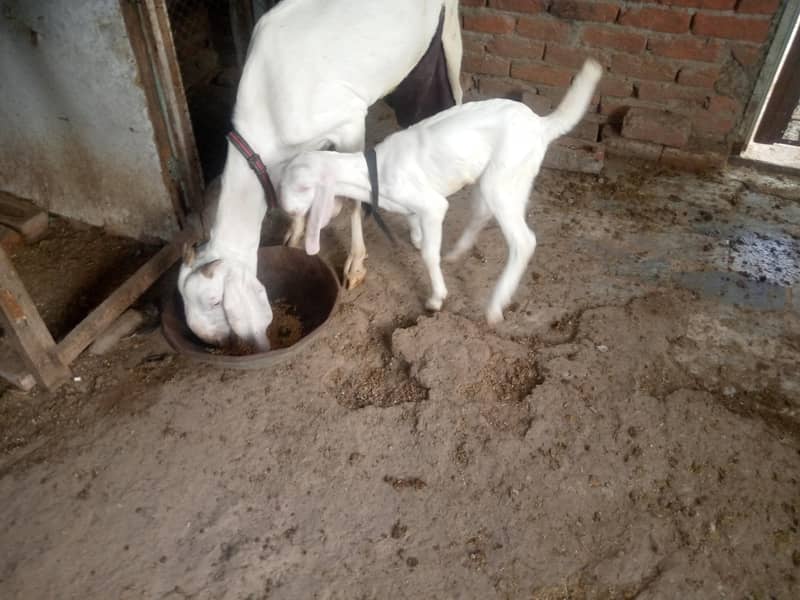 bakri 0