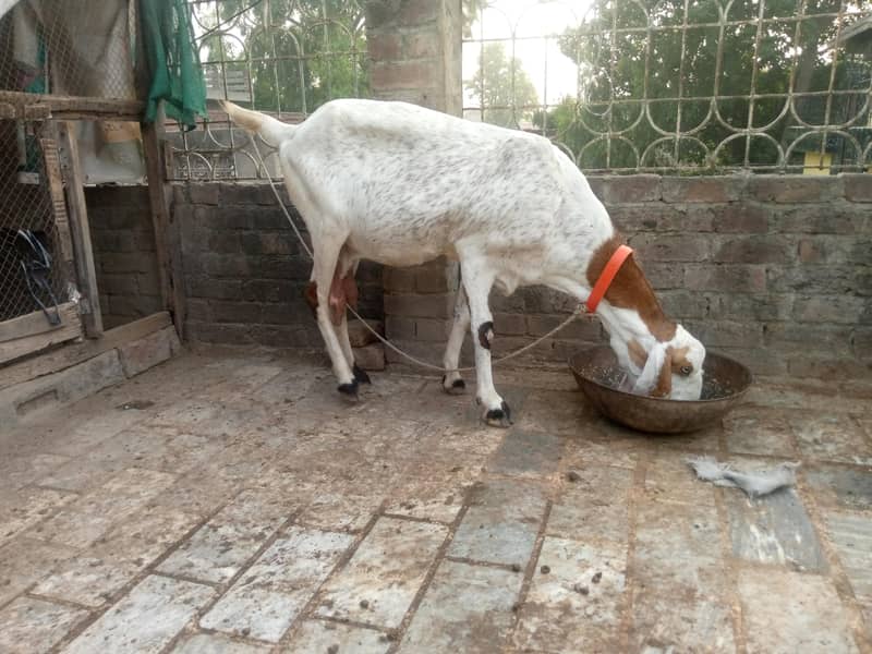 bakri 1