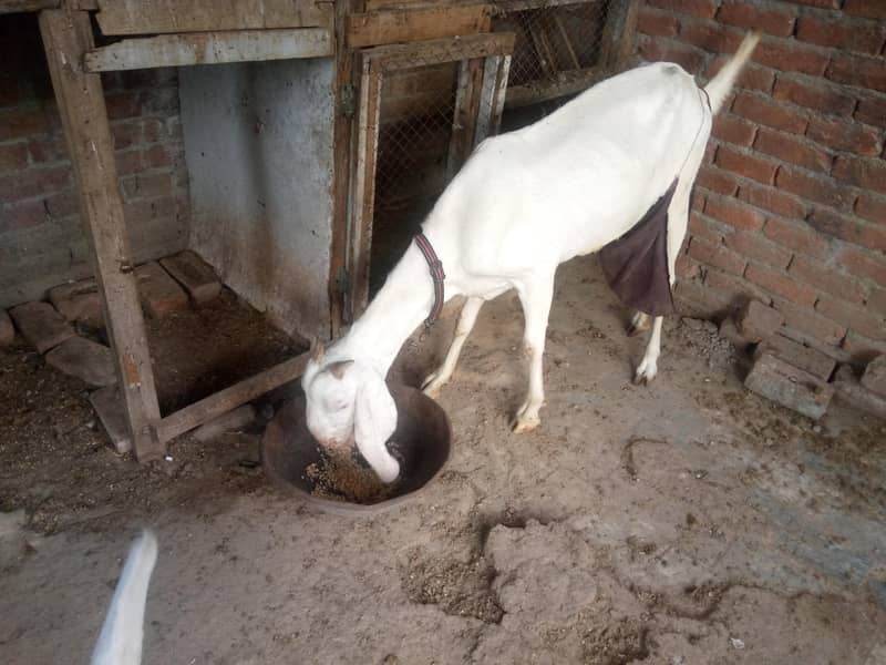 bakri 2