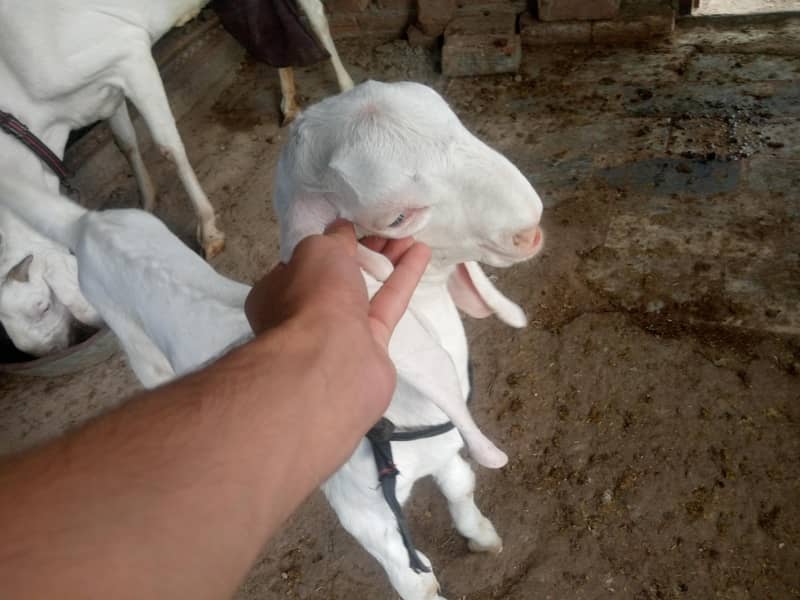 bakri 3