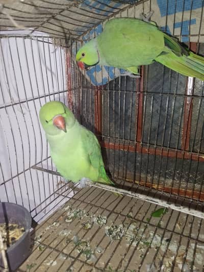 Green parrots