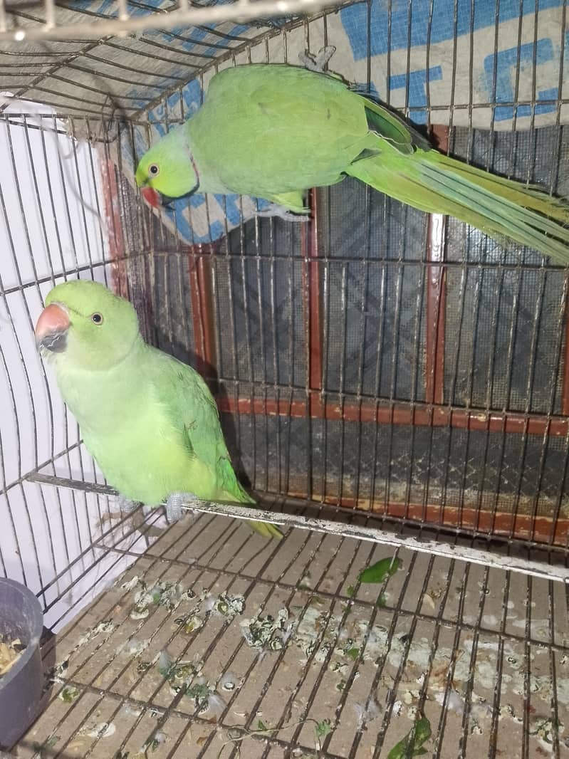 Green parrots 1
